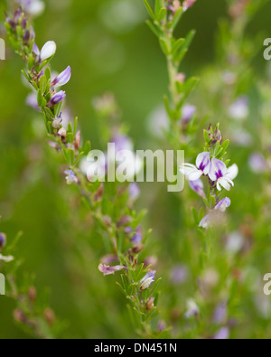 Sericea Lespedeza flowering plant (Lespedeza cuneata) Stock Photo
