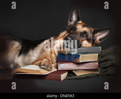The dog, a German Shepherd with glasses rested her head on a stack of books, resting, tired of studying. Education, the student, Stock Photo