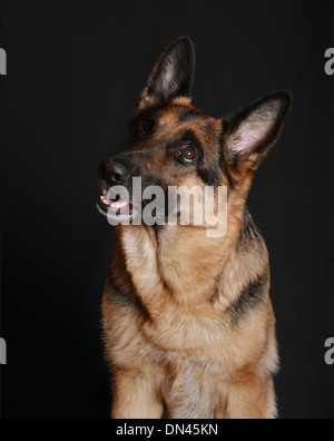 Portrait of a beautiful thoroughbred adult German shepherd against a dark background in studio. Stock Photo