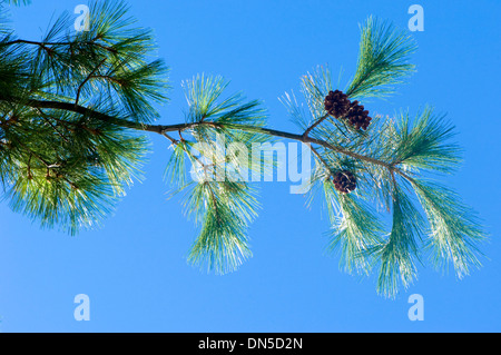 Conifer tree branches with pine cones (conifer cones) against a blue sky. Stock Photo