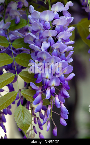 Purple-violet and white, Wisteria flower blossoms hand down from the tree. Stock Photo
