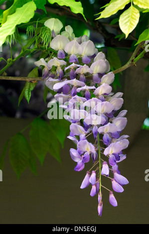 Purple-violet and white, Wisteria flower blossoms hand down from the tree. Stock Photo