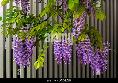 Purple-violet and white, Wisteria flower blossoms hand down from the tree against a cream colored slat wooden fence. Stock Photo