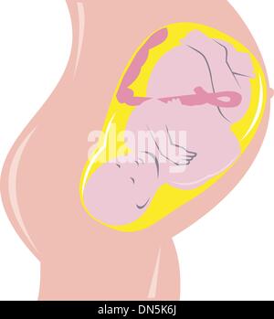 human fetus inside womb Stock Vector