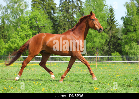 Beautiful Trakehner stallion running in front of the forest Stock Photo