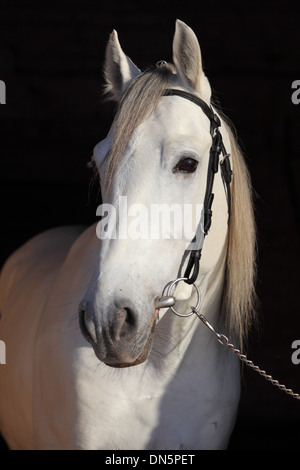 Pure spanish Andalusian horse , PRE Stock Photo