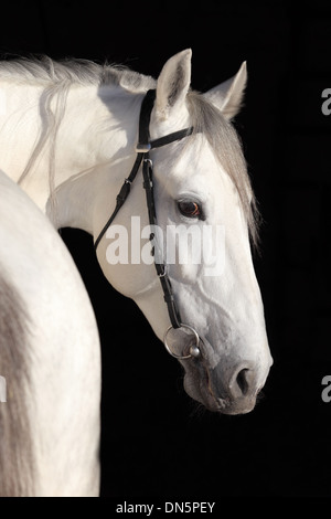 Pure spanish Andalusian horse , PRE Stock Photo