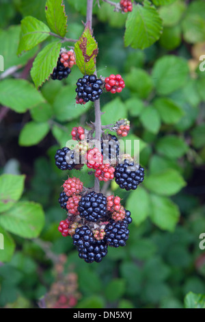 Blackberries Rubus fruticosus in Hedgerow Norfolk UK September Stock Photo