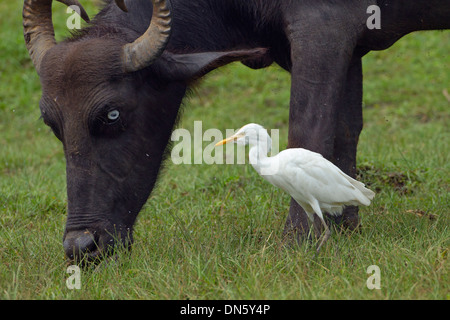 Cattle Egret Bubulcus ibis and Buffalo Stock Photo