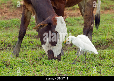 Cattle Egret Bubulcus ibis and domestic Water Buffalo Stock Photo