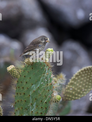 Common Cactus Finch or Small Cactus Finch (Geospiza scandens) feeding on a flower of an Opuntia, Isla Genovesa Stock Photo
