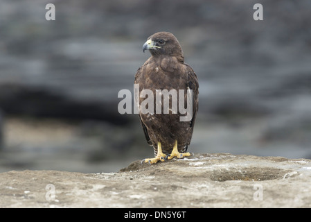 Galápagos Hawk (Buteo galapagoensis), Isla San Salvador, Isla Santiago, Galápagos Islands Stock Photo