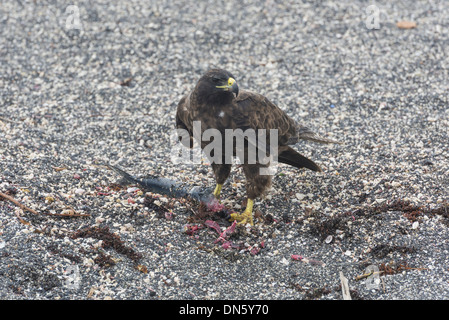 Galápagos Hawk (Buteo galapagoensis) with a caught fish, Narborough Island, Galápagos Islands Stock Photo