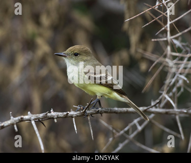 Galápagos Flycatcher or Large-billed Flycatcher (Myiarchus magnirostris), Isla Isabella, Galápagos Islands Stock Photo