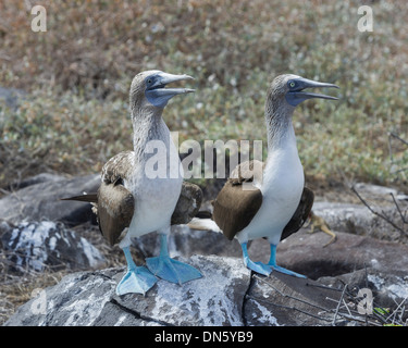 Blue-footed Boobies (Sula nebouxii), Isla Espanola, Galápagos Islands Stock Photo