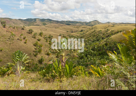 Deforested hills with forests of Traveller's Trees or Traveller's Palms (Ravenala madagascariensis) in the valleys, in their Stock Photo