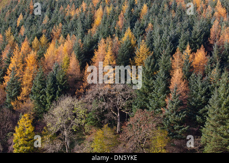 Larch Larix decidua and Norway Spruce in Autumn Colour Swaledale Yorks Stock Photo