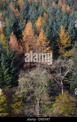 Larch Larix decidua and Norway Spruce in Autumn Colour Swaledale Yorks Stock Photo