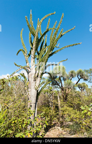 Madagascan Ocotillo or Alluaudia (Alluaudia procera), Didiereaceae, Andohahela National Park, near Fort-Dauphin or Tolagnaro Stock Photo