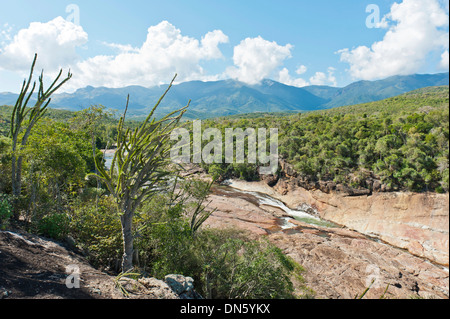 Tropical dry forest landscape with river and rocks, with Madagascan Ocotillo or Alluaudia (Alluaudia procera), Didiereaceae Stock Photo