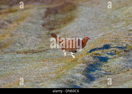 Red Grouse Lagopus scoticus male in Heather on Yorkshire moors Stock Photo