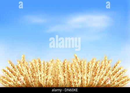 Ears of wheat in front of blue sky. Vector illustration. Stock Vector