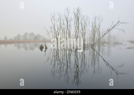 Rewetted high moor in fog, Emsland, Lower Saxony, Germany Stock Photo
