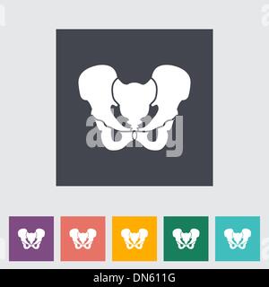 Pelvis Stock Vector