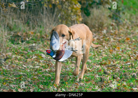 Yellow Labrador carrying shot pheasant Stock Photo