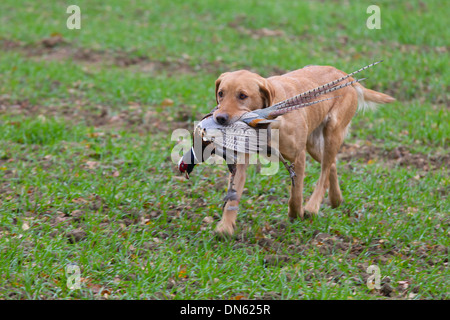 Yellow Labrador carrying shot pheasant Stock Photo