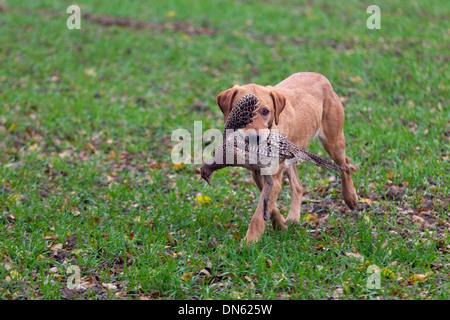 Yellow Labrador carrying shot pheasant Stock Photo