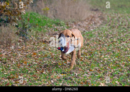 Yellow Labrador carrying shot pheasant Stock Photo