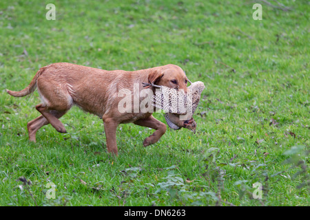 Yellow Labrador carrying shot pheasant Stock Photo