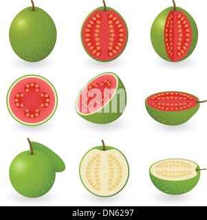 Guava Stock Vector