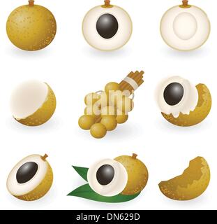 Longan Stock Vector