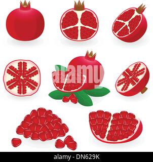 Pomegranate Stock Vector