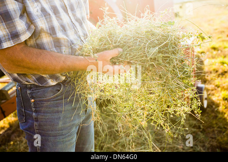 Caucasian farmer holding bundle of alfalfa Stock Photo