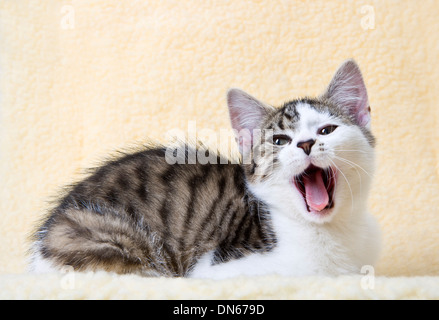 Tabby & White Kitten isolated on white background. Stock Photo