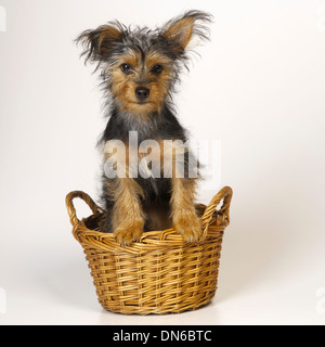 Yorkshire Terrier in Basket Stock Photo
