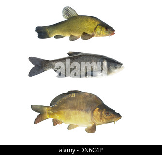 three cyprinids fish on white background Stock Photo