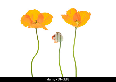 Three Welsh poppy flowers isolated on white background with shallow depth of field. Stock Photo