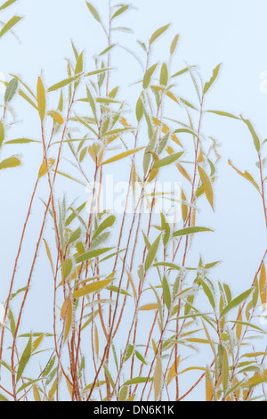 Frost on leaves of white willow // givre sur feuilles saule blanc, Salix alba Stock Photo