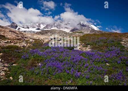 WASHINGTON - Mount Rainier and the Tahoma Glacier from lupine meadow on shoulder of Pyramid Peak in Mount Rainier National Park. Stock Photo