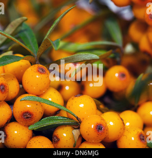 sea buckthorn berries (Hippophae rhamnoides) close texture Stock Photo