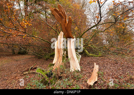 Storm damaged Beech Tree due to high wind at The New Forest Hampshire England UK Stock Photo