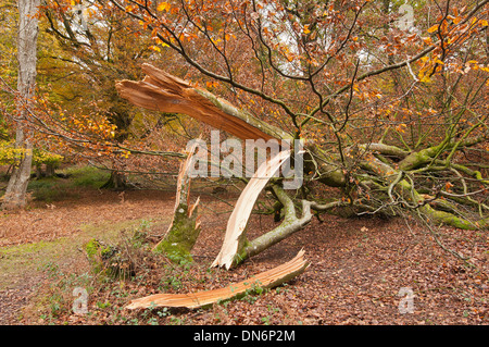 Storm damaged Beech Tree due to high wind at The New Forest Hampshire England UK Stock Photo