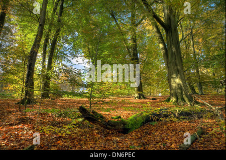 Beech wood in autumn, Worcestershire, England. Stock Photo