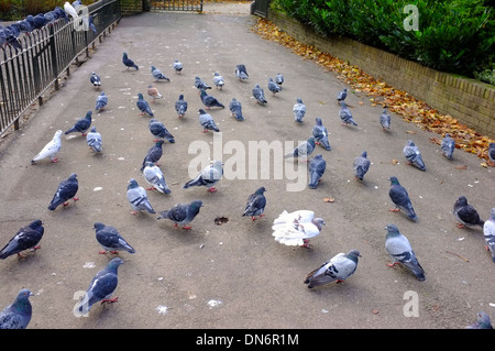 large flock pigeons on a footpath in Luton, England Stock Photo