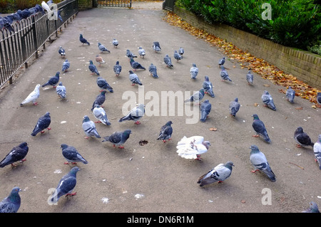 Large flock of pigeons gathering on pavement in busy urban environment ...