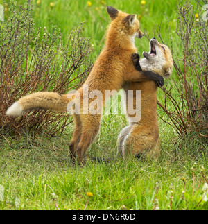 Red Fox (Vulpes fulva) Grand Teton National Park, Wyoming, USA. Babies playing. Stock Photo